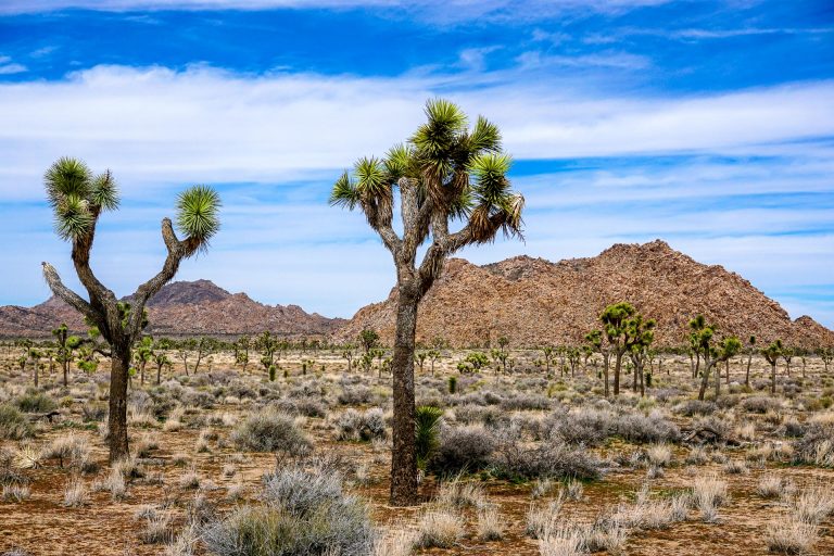 How to Have the Perfect Day Trip to Joshua Tree National Park