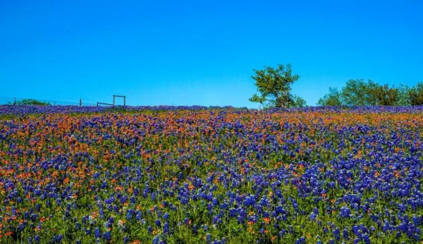 Ultimate Guide to Visiting the Ennis Bluebonnet Trail