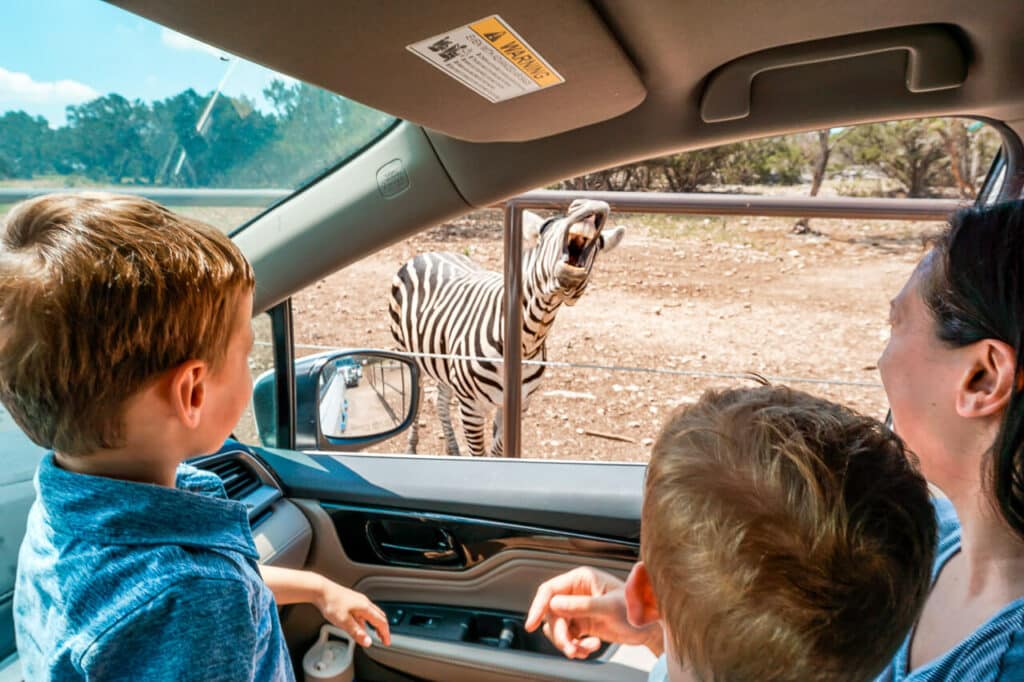 A zebra opening its mouth at a car with a mom holding her kids. A fun African safari experience at Natural Bridge Wildlife Ranch, a fun thing to do in New Braunfels with kids.