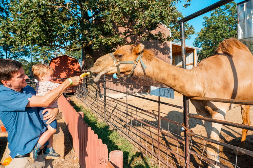 A dad holding his toddler son while feeding a banana peel to Happy, the camel, at Hochatown Rescue Center and Petting Zoo in Broken Bow, Oklahoma.